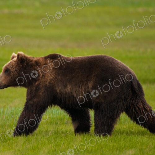 A brown bear on grassland at Katmai National park. A brown bear on grassland at Katmai National park.