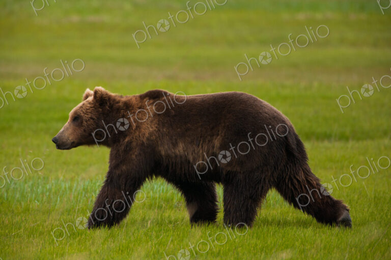 A brown bear on grassland at Katmai National park.