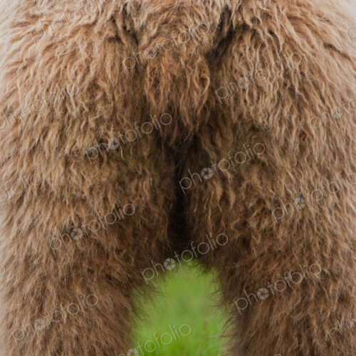 A brown bear on grassland at Katmai National park. A brown bear on grassland at Katmai National park.