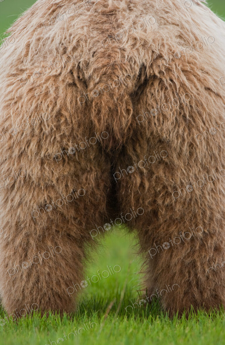 A brown bear on grassland at Katmai National park.