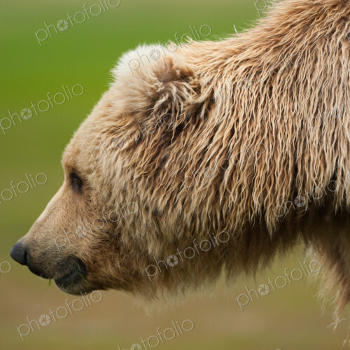 A brown bear on grassland at Katmai National park. A brown bear on grassland at Katmai National park.