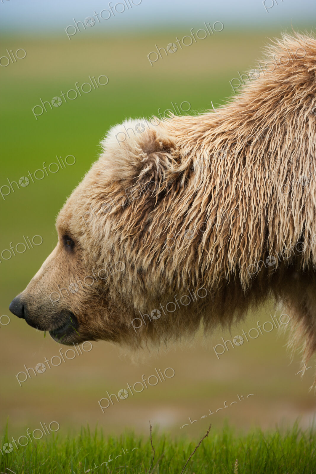 A brown bear on grassland at Katmai National park.