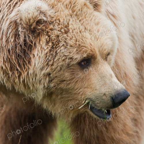 A brown bear on grassland at Katmai National park. A brown bear on grassland at Katmai National park.