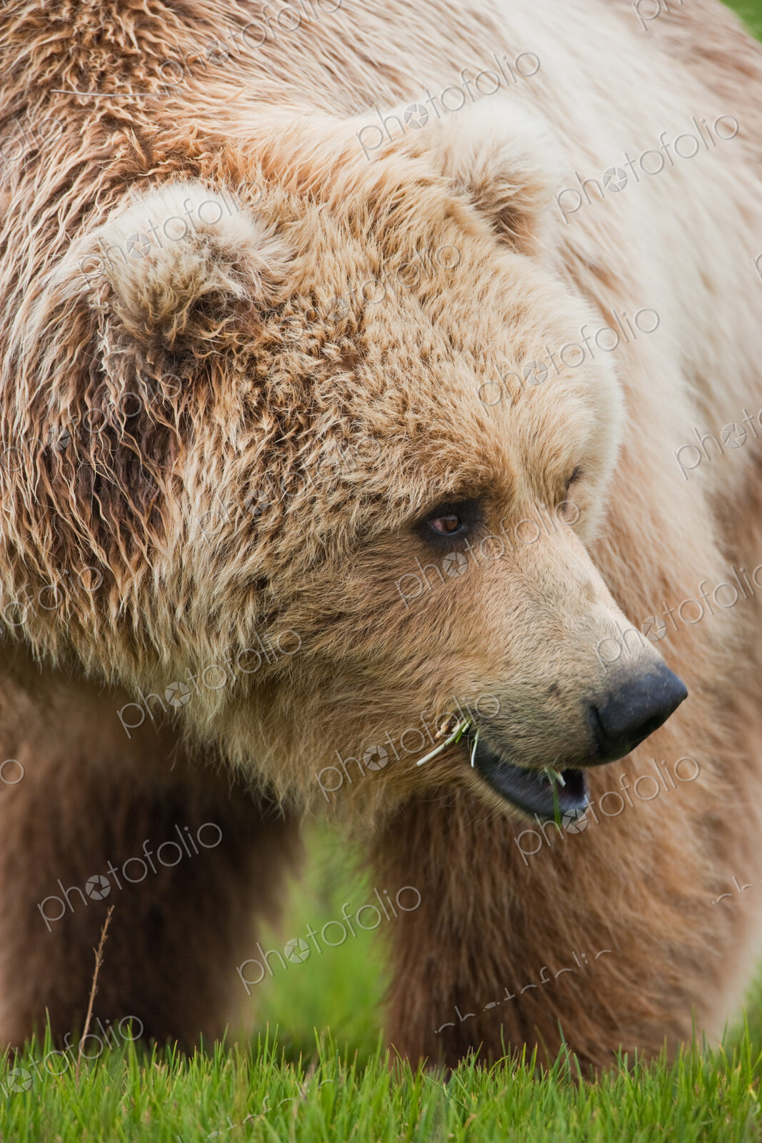 A brown bear on grassland at Katmai National park.