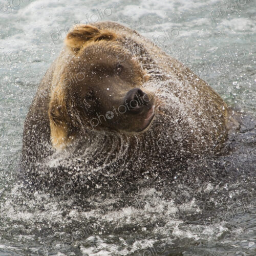 A brown bear shakes off excess water after fishing in Katmai National Park. A brown bear shakes off excess water after fishing in Katmai National Park.