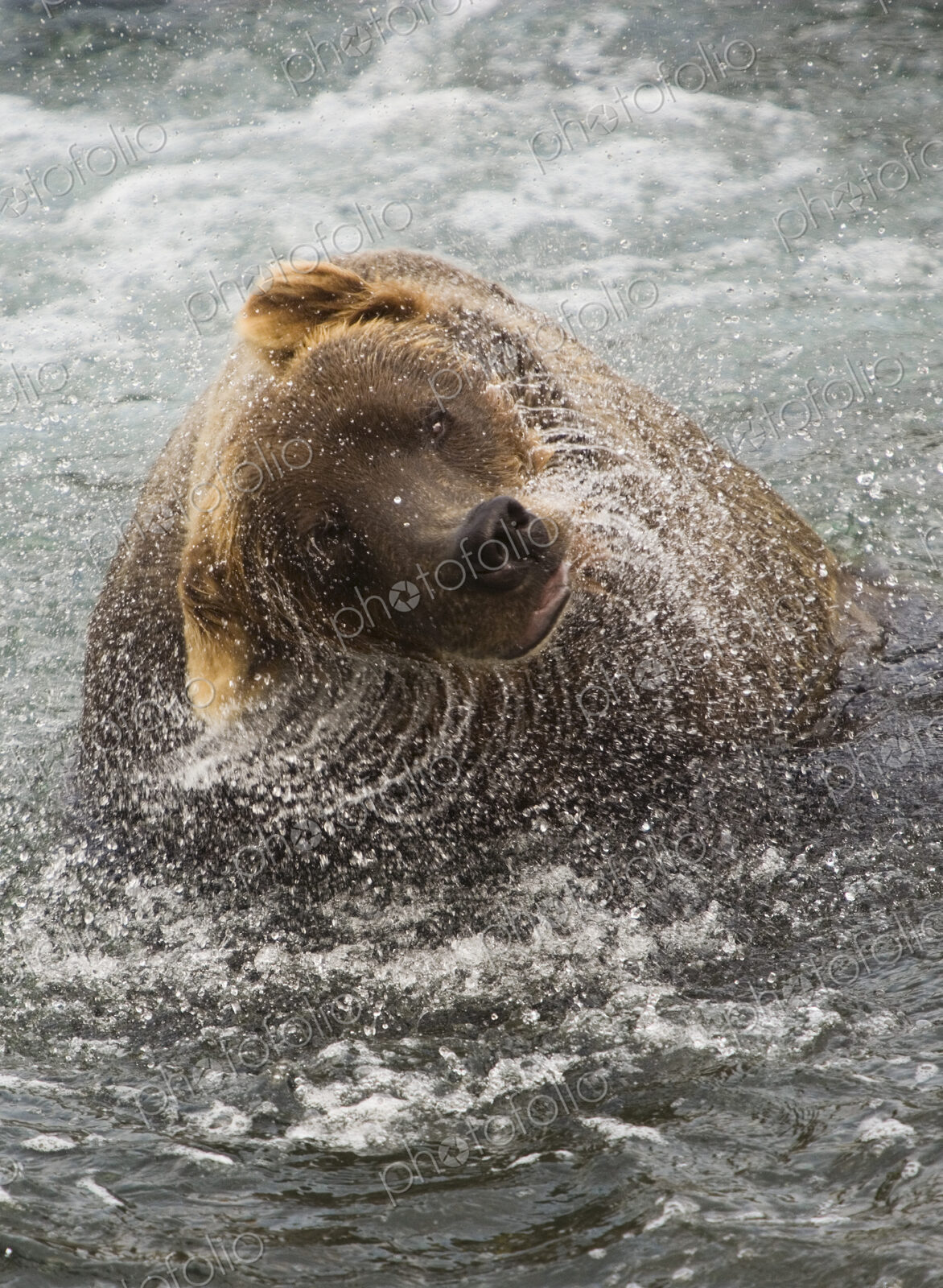 A brown bear shakes off excess water after fishing in Katmai National Park.