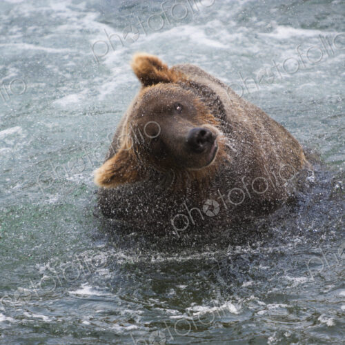 A brown bear shakes off excess water after fishing in Katmai National Park, Alaska, USA. A brown bear shakes off excess water after fishing in Katmai National Park, Alaska, USA.