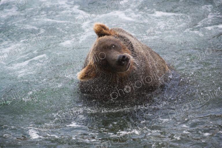 A brown bear shakes off excess water after fishing in Katmai National Park, Alaska, USA.