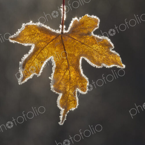 A brown frosted maple leaf, with a frosted edge, with the light shining through it.…