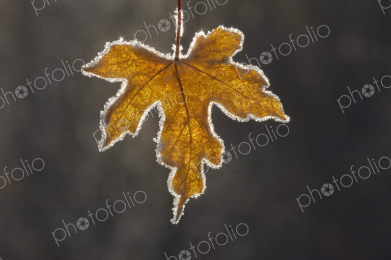 A brown frosted maple leaf, with a frosted edge, with the light shining through it.…