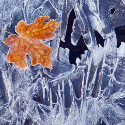 A brown maple leaf, frozen and frosted, lying on a sheet of ice, with jagged patterns…