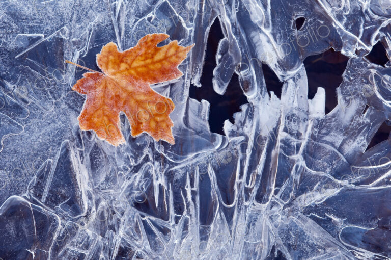 A brown maple leaf, frozen and frosted, lying on a sheet of ice, with jagged patterns…