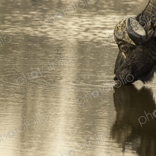 A buffalo, Syncerus caffer, drinking water, wide angle. A buffalo, Syncerus caffer, drinking water, wide angle.