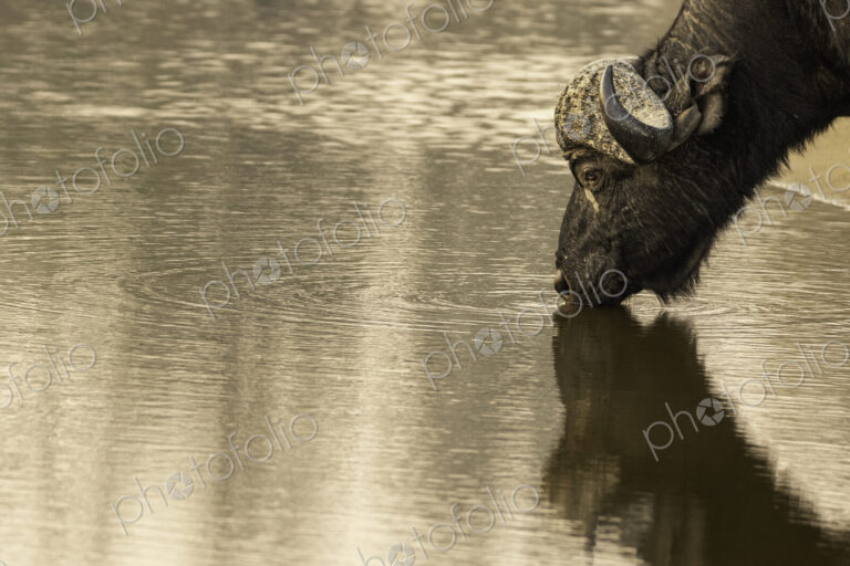 A buffalo, Syncerus caffer, drinking water, wide angle.