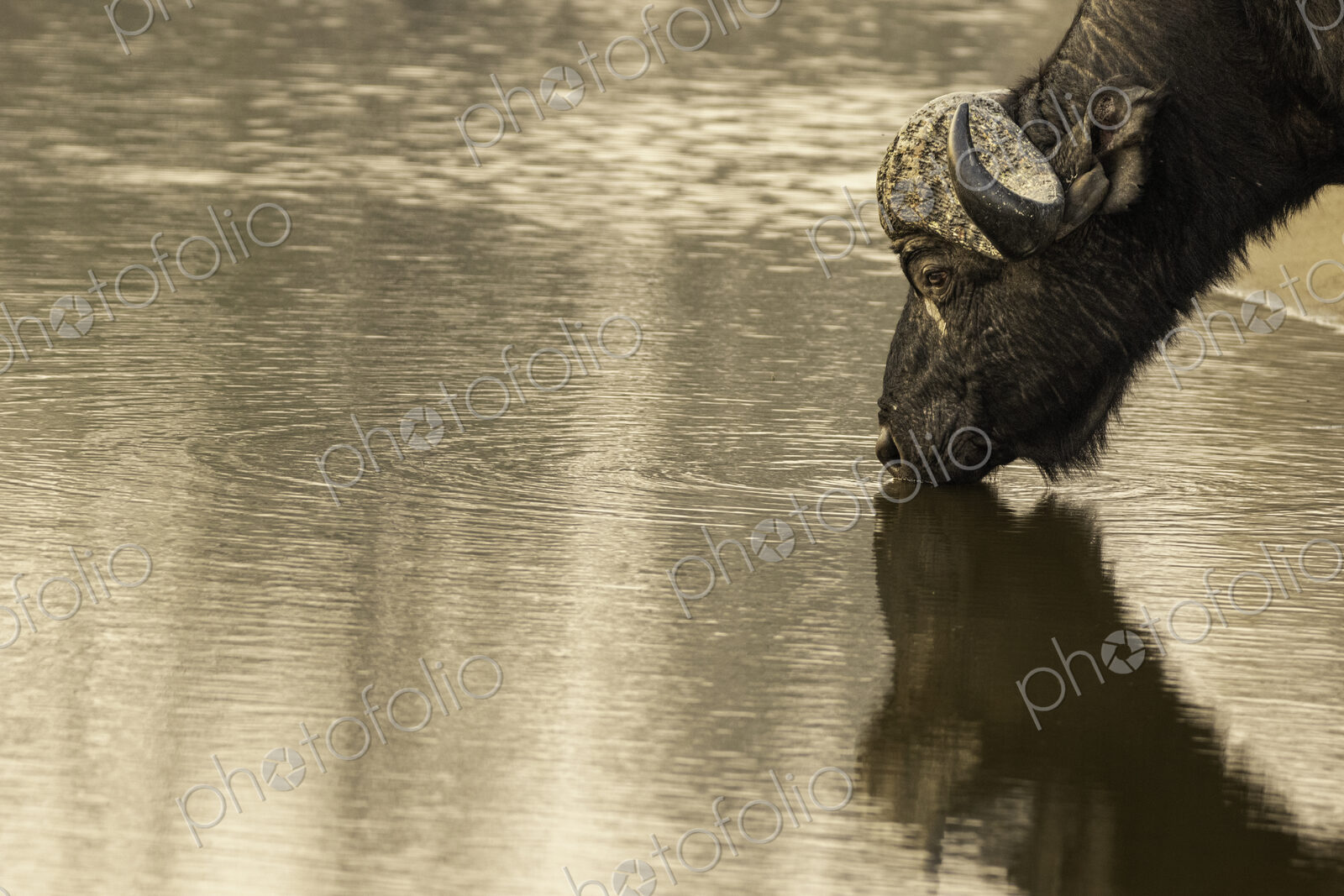 A buffalo, Syncerus caffer, drinking water, wide angle.