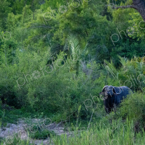 A buffalo, Syncerus caffer, standing in lush greenery, wide angle. A buffalo, Syncerus caffer, standing in lush greenery, wide angle.