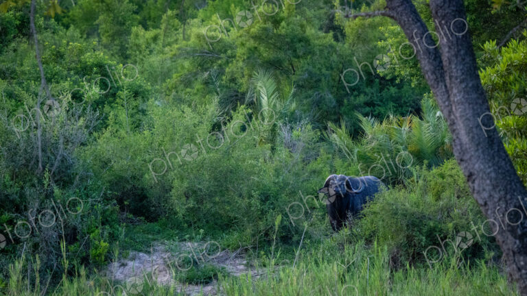 A buffalo, Syncerus caffer, standing in lush greenery, wide angle.