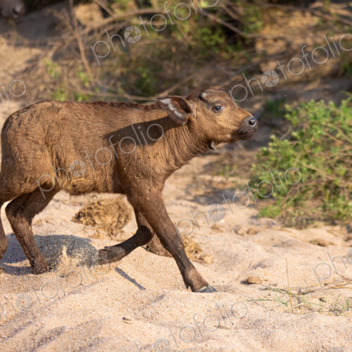 A buffalo calf, Syncerus caffer, running through sand. A buffalo calf, Syncerus caffer, running through sand.