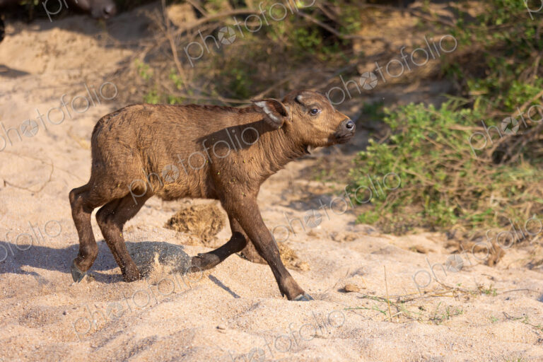 A buffalo calf, Syncerus caffer, running through sand.