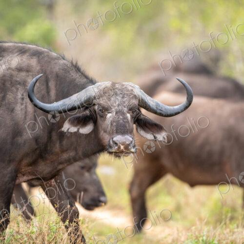 A buffalo cow, Syncerus caffer, direct gaze.