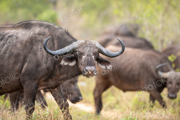 A buffalo cow, Syncerus caffer, direct gaze.