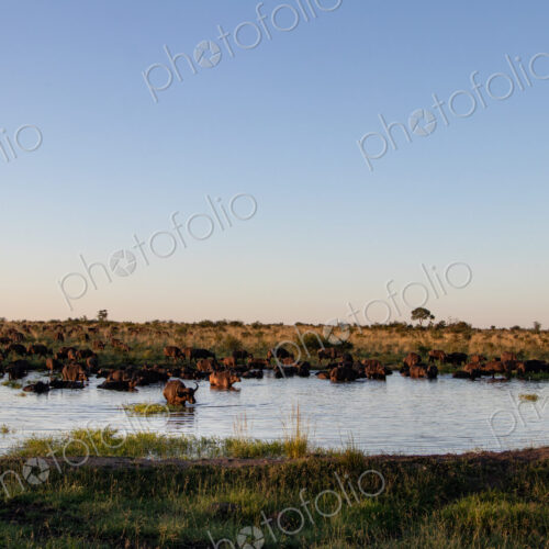 A buffalo herd, Syncerus caffer, drinking from a dam, wide-angle.