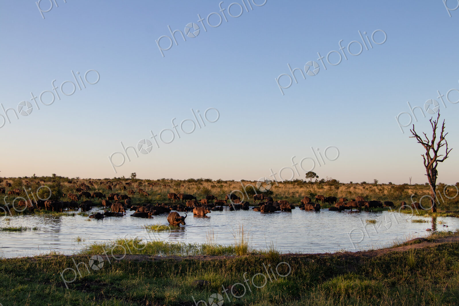 A buffalo herd, Syncerus caffer, drinking from a dam, wide-angle.