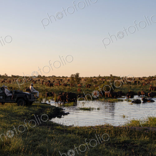 A buffalo herd, Syncerus caffer, drinking from a dam, wide-angle.