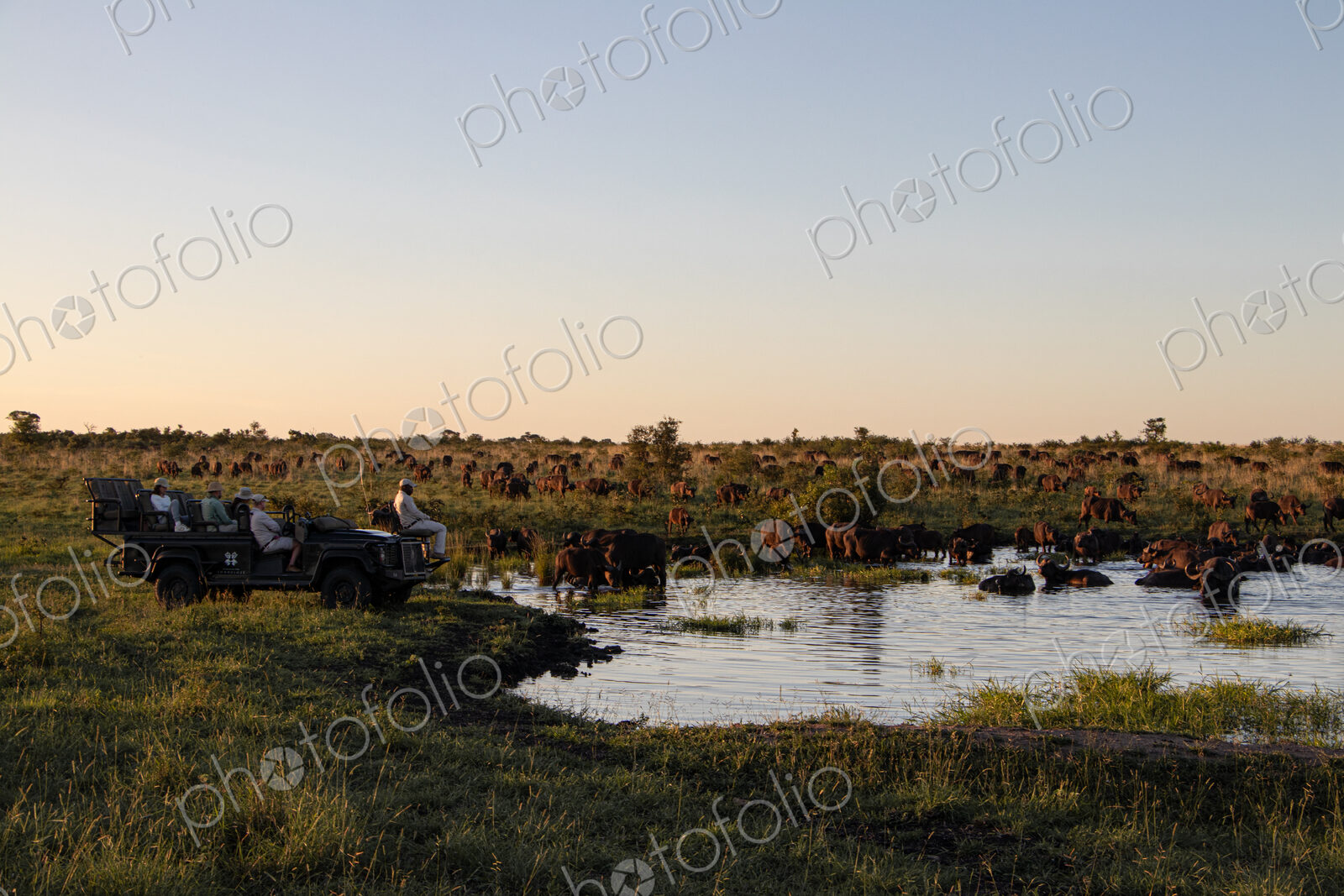 A buffalo herd, Syncerus caffer, drinking from a dam, wide-angle.