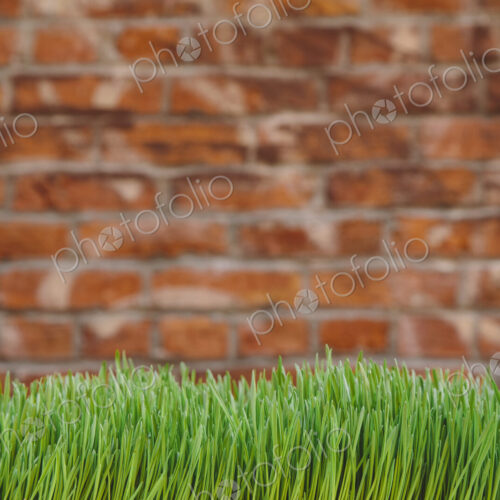A building wall with lush green grass in the foreground. Seattle, Washington, USA