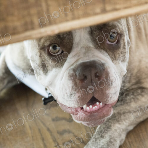 A bulldog hiding underneath furniture. A bulldog hiding underneath furniture.