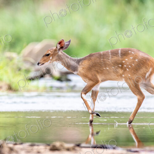 A bushbuck, Tragelaphus sylvaticus, walks across a still stream, ears back, looking…