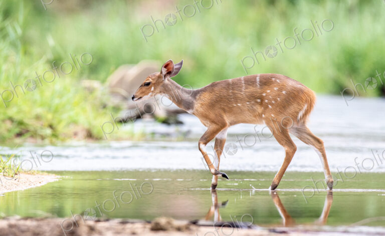 A bushbuck, Tragelaphus sylvaticus, walks across a still stream, ears back, looking…