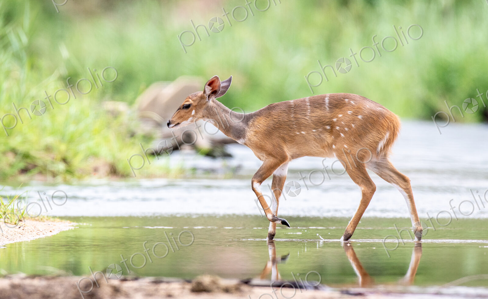 A bushbuck, Tragelaphus sylvaticus, walks across a still stream, ears back, looking…