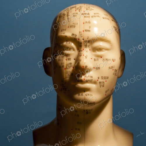 A bust of a human head with marked regions, used in the practise of phrenology,…
