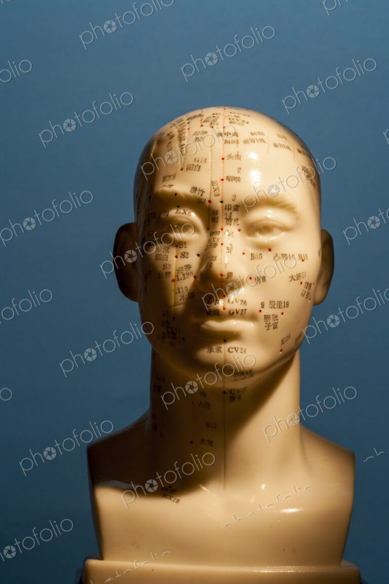 A bust of a human head with marked regions, used in the practise of phrenology,…