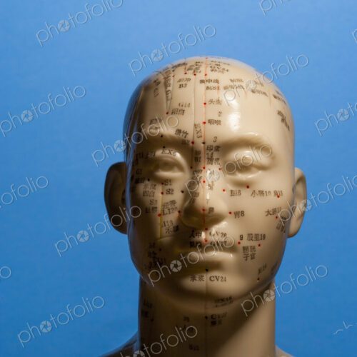 A bust of a human head with marked regions, used in the practise of phrenology,…