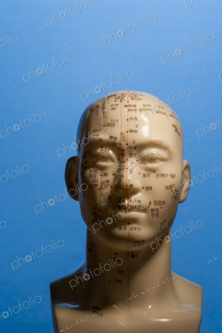 A bust of a human head with marked regions, used in the practise of phrenology,…