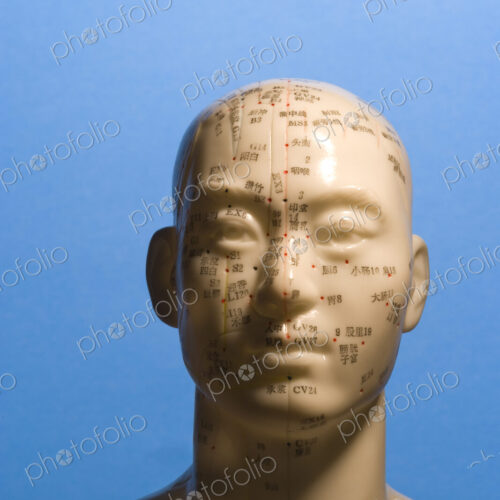 A bust of a human head with marked regions, used in the practise of phrenology,…