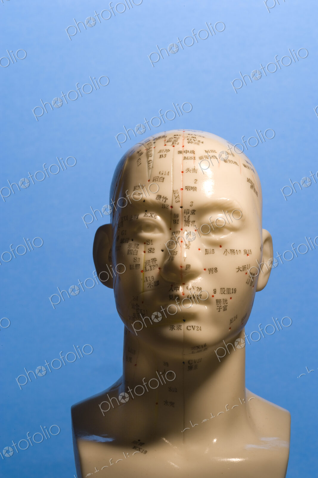 A bust of a human head with marked regions, used in the practise of phrenology,…