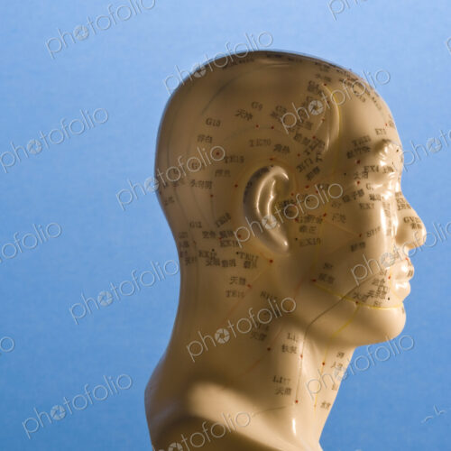 A bust of a human head with marked regions, used in the practise of phrenology,…