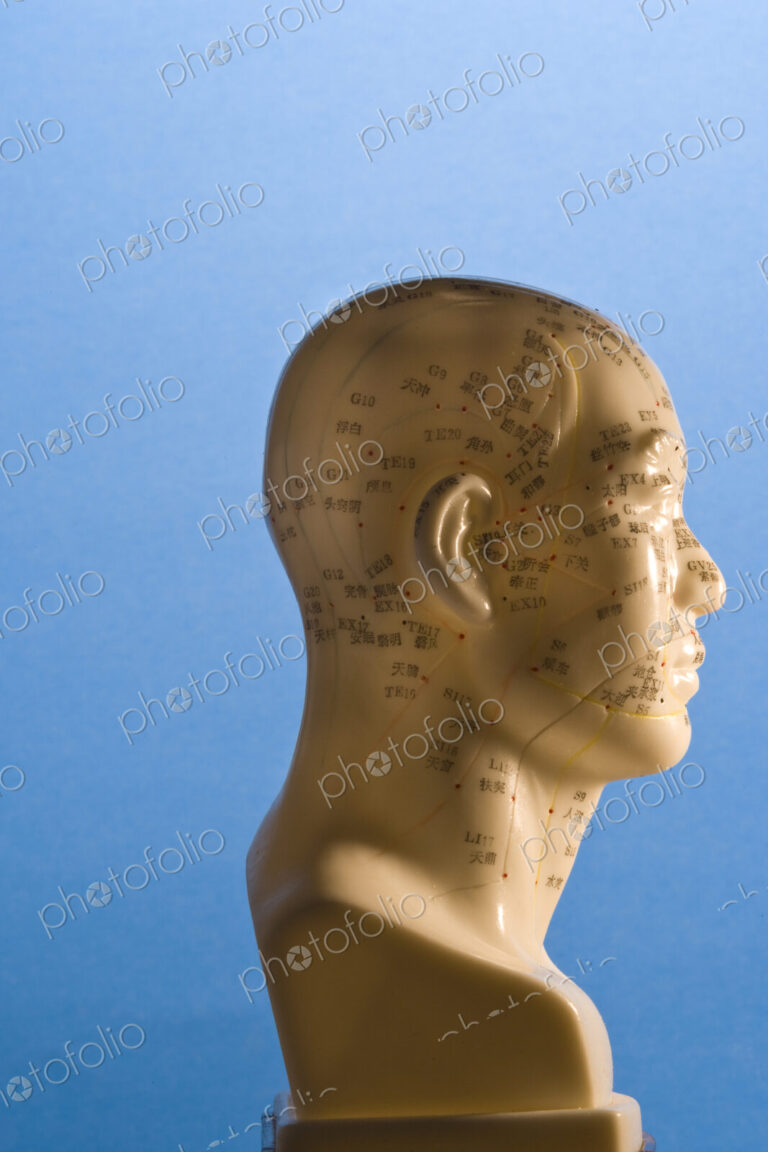 A bust of a human head with marked regions, used in the practise of phrenology,…
