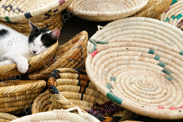 A cat asleep in baskets for sale at the market. Morocco, Africa, cat, Felis catus