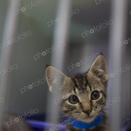 A cat with a blue collar looking through a window. A cat with a blue collar looking through a window.