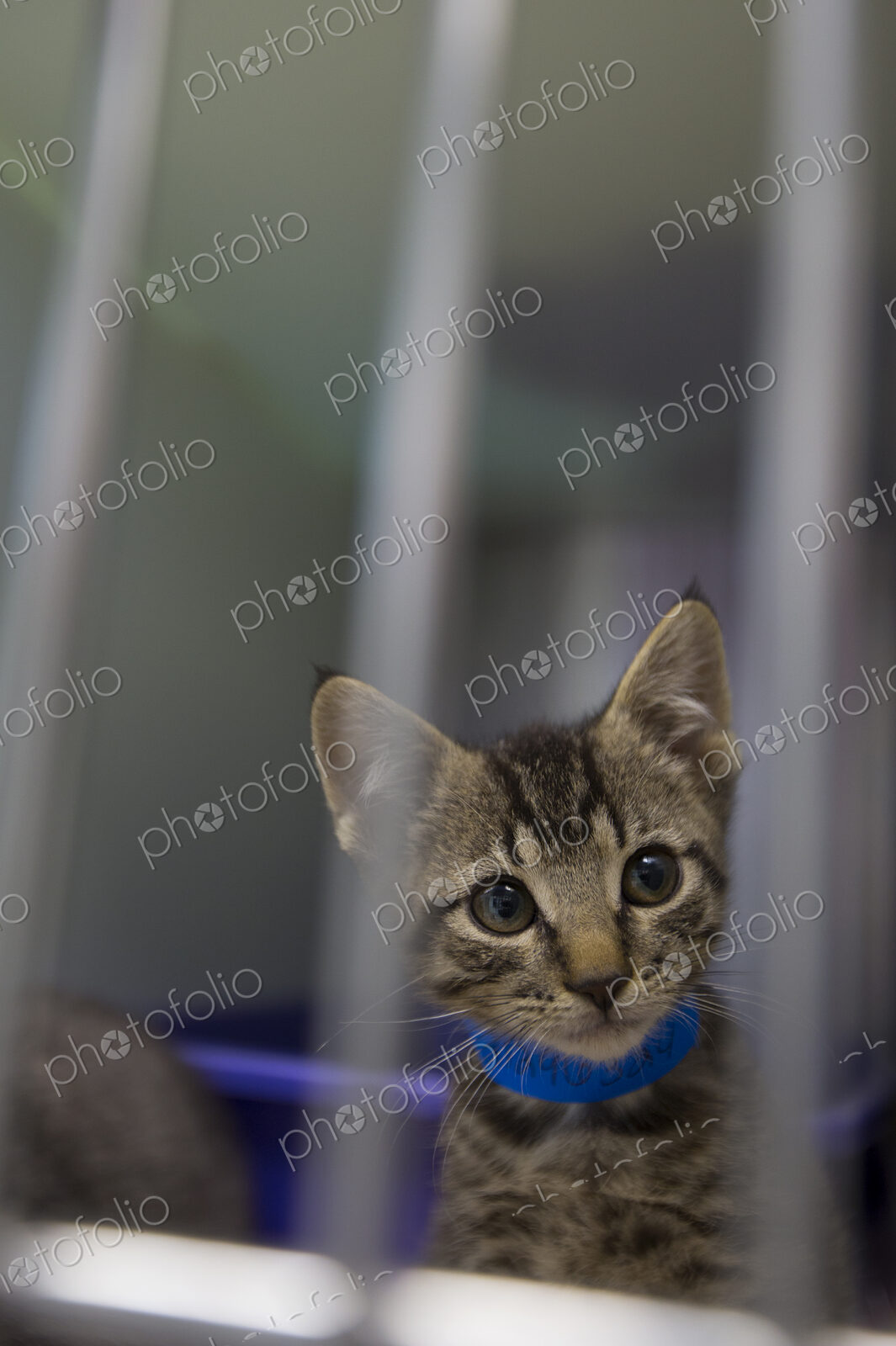 A cat with a blue collar looking through a window.