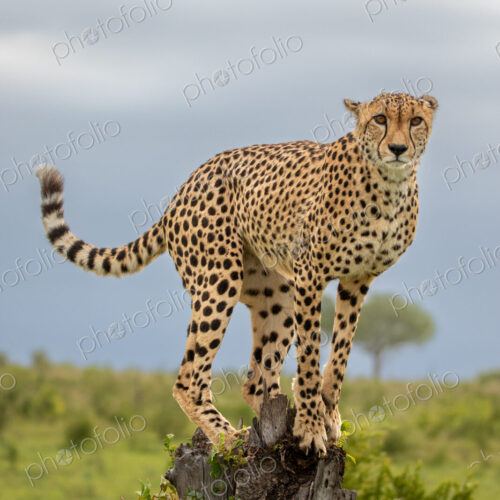 A cheetah, Acinonyx jubatus, balancing on a tree stump. A cheetah, Acinonyx jubatus, balancing on a tree stump.