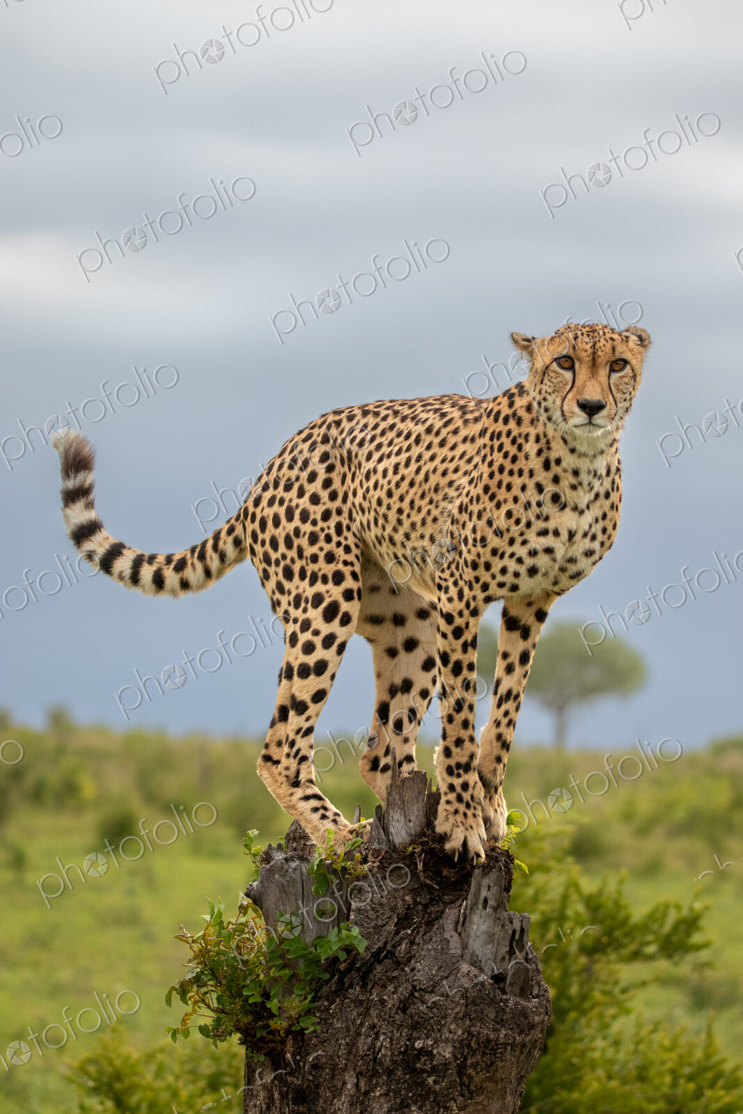 A cheetah, Acinonyx jubatus, balancing on a tree stump.