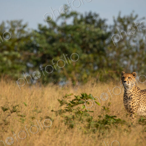 A cheetah, Acinonyx jubatus, hunting. A cheetah, Acinonyx jubatus, hunting.