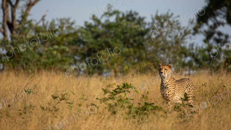 A cheetah, Acinonyx jubatus, hunting.