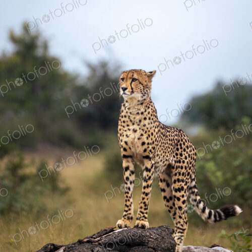 A cheetah, Acinonyx jubatus, standing on a log, looking out. A cheetah, Acinonyx jubatus, standing on a log, looking out.